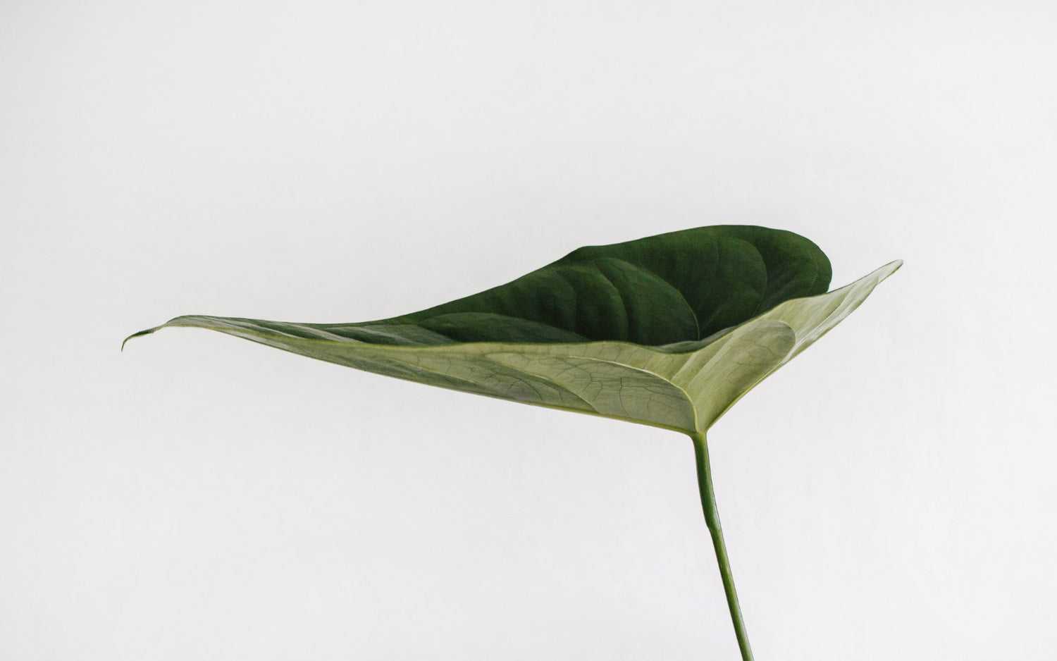 MISEICO Minimalist Clean Beauty Blog